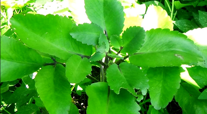 পাথরকুচি পাতা