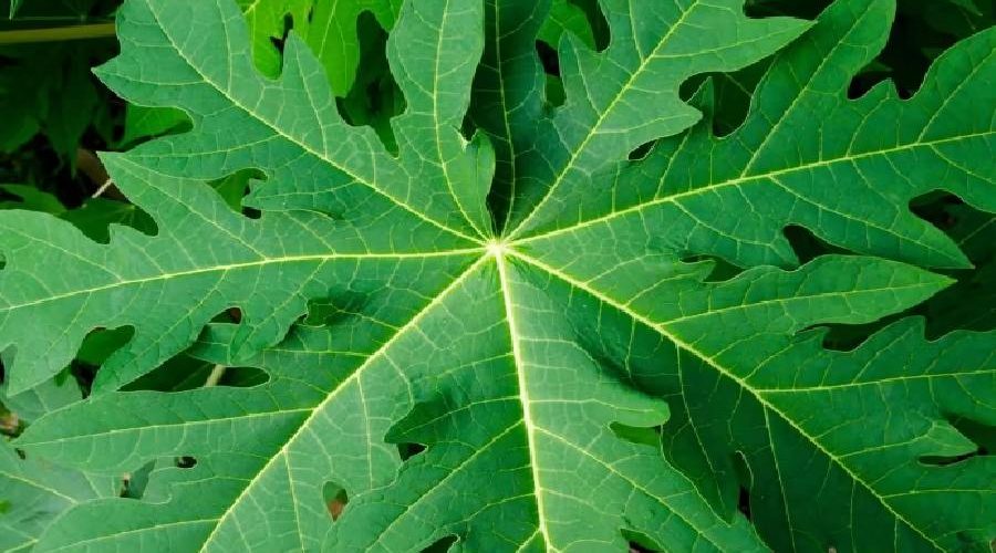 পেঁপে পাতা