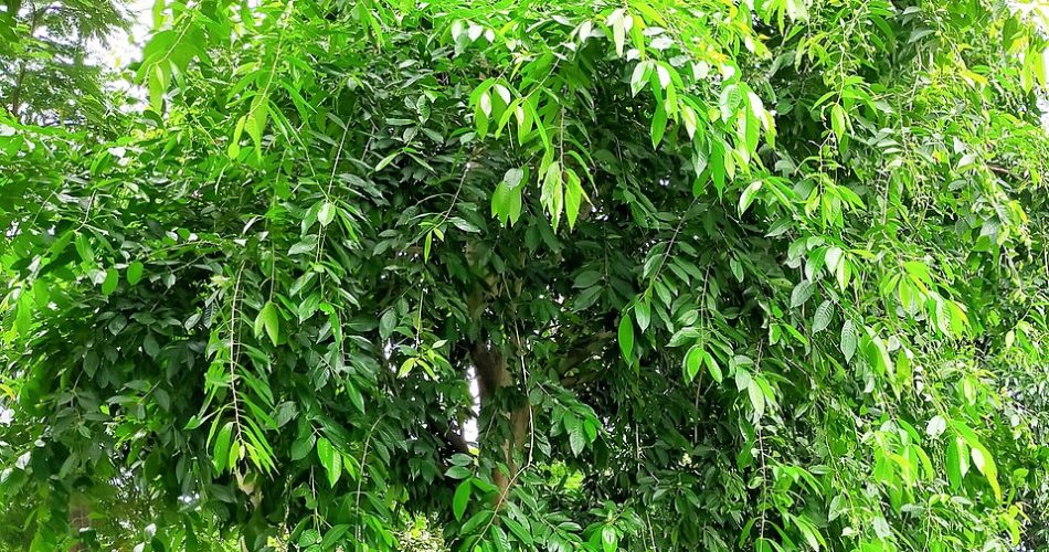 বাগানে লাগানো সুস্থ হরিতকী গাছ ফল সহ