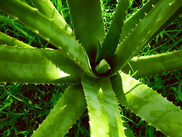 ঘৃতকুমারী(Aloe vera)