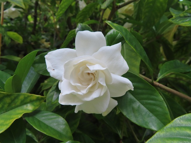 গন্ধরাজ ফুল