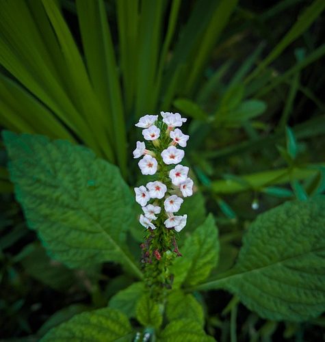 হাতিশুর গাছ