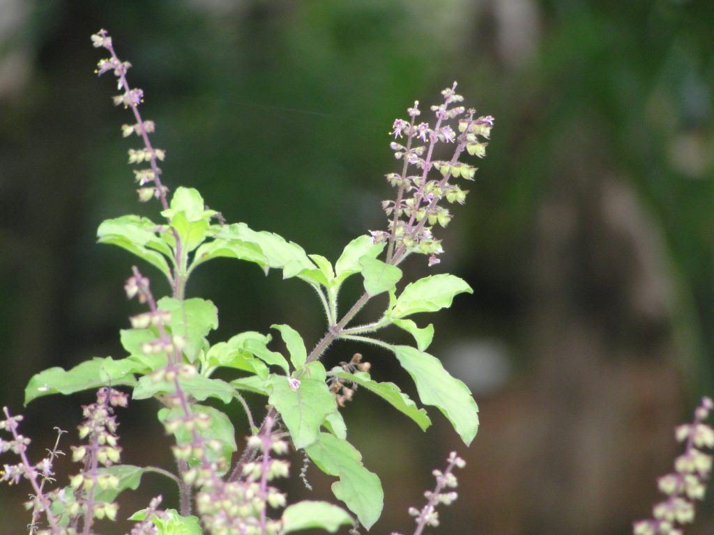 তুলসি