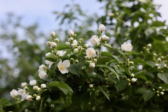 jasmin