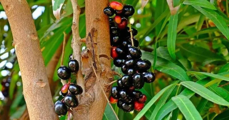 জাম গাছ