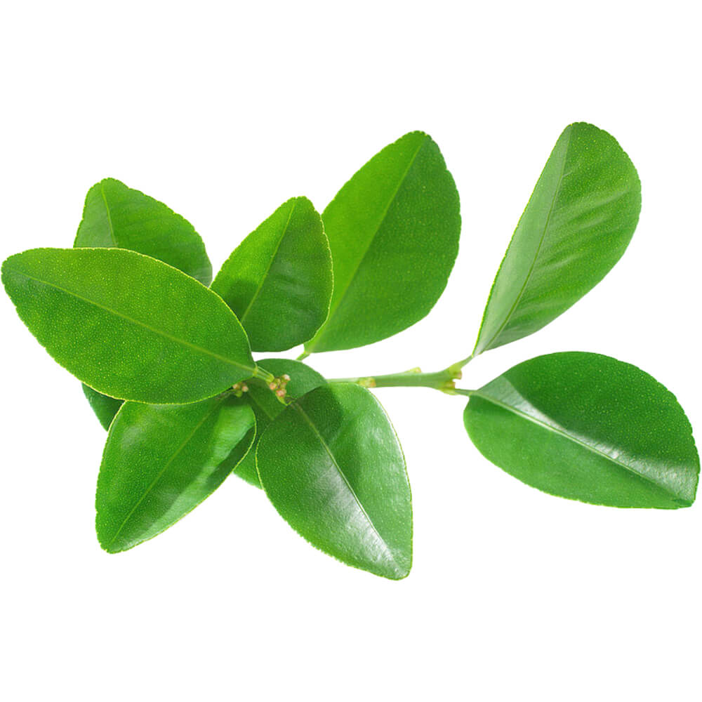 লেবুপাতা
