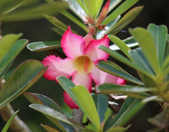 Desert roses