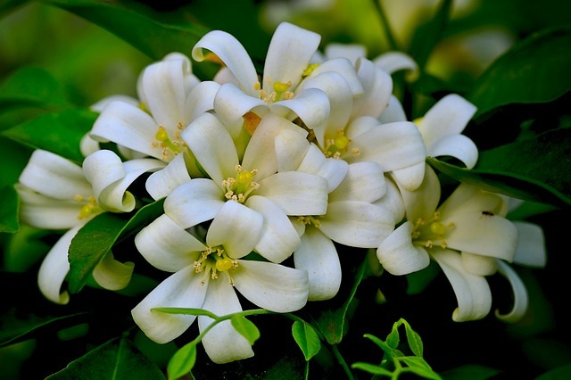 জুঁই ফুল
