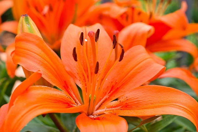 কমলা লিলি