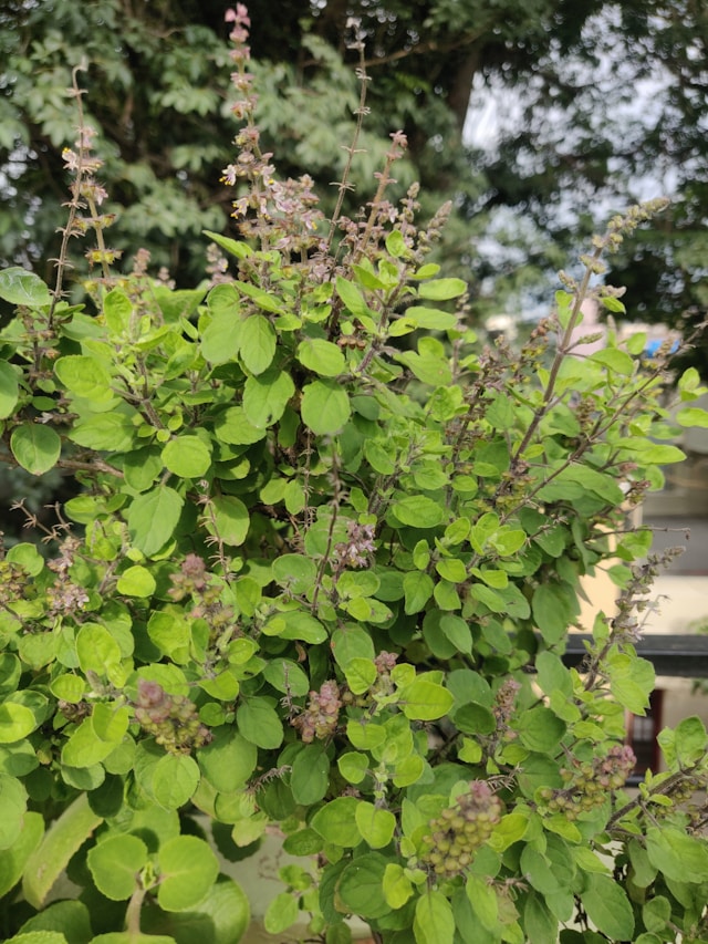 তুলসী