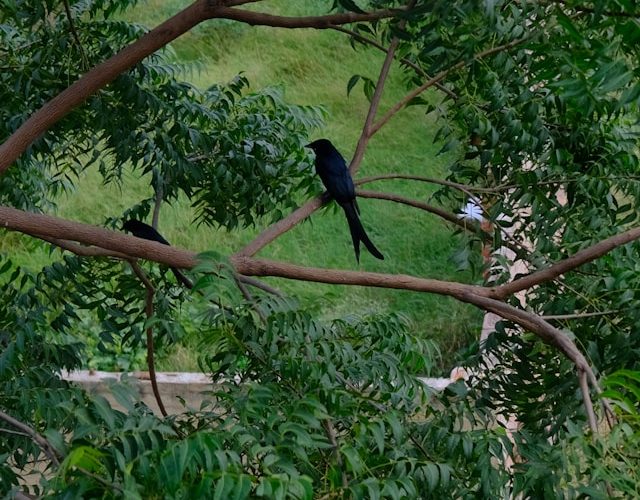 Neem Tree