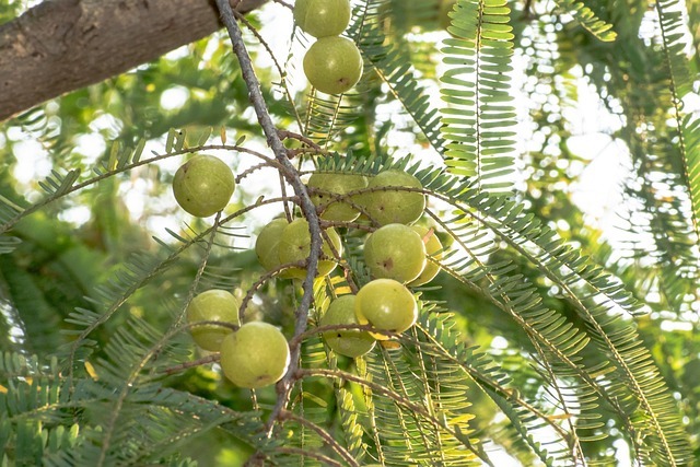 আমলকী গাছ