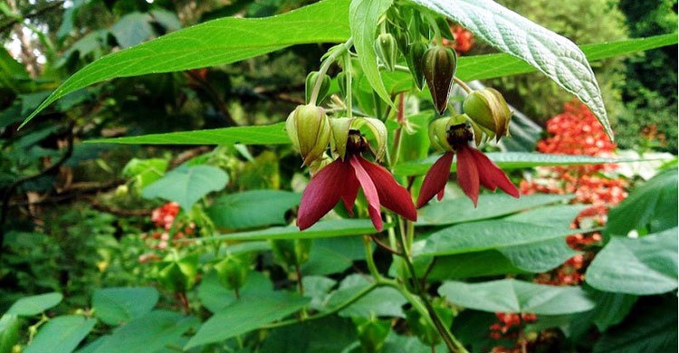 উলট কম্বল গাছ
