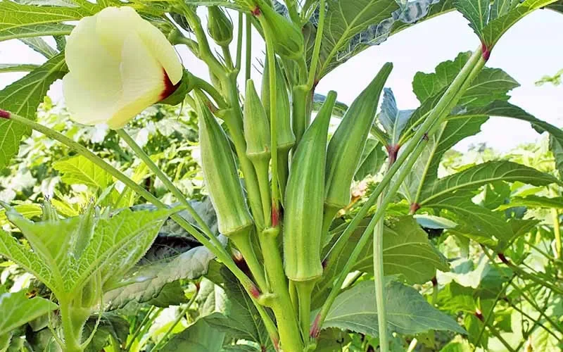 ঢেঁড়স চাষ